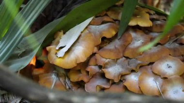 Melbourne Hayvanat Bahçesi 'nde mantarlar yetişiyor.