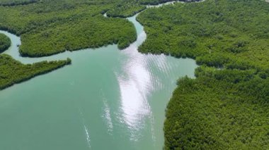 Drone görüntüleri, Phang Nga, Tayland 'ın verimli mangrov ormanlarını ve dolambaçlı nehirlerini parlak güneş ışığı altında yakalar.