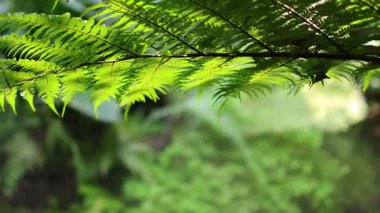 Yaprakların arasından süzülen yemyeşil eğrelti otları.