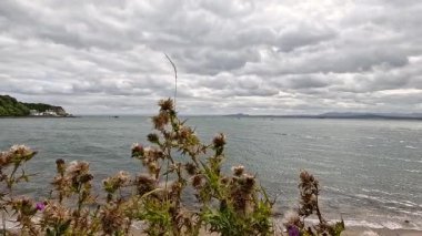 Aberdour, İskoçya 'da denize bakan devedikeni