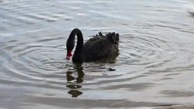İki siyah kuğu durgun suda etkileşime geçiyor.