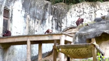 Orangutanlar Chonburi, Tayland 'daki yaşam alanlarını keşfediyorlar.