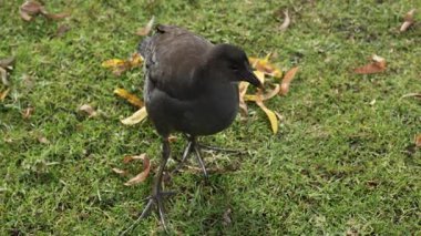 Esmer Moorhen otlakta avlanıyor.
