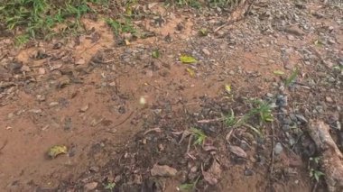 İnce değişiklikleri gösteren arkaplan resimleri dizisi.