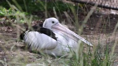 Pelikan yerde dinleniyor, çimlerle çevrili.
