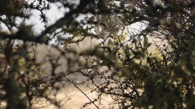 Matagouri ağaç dallarının yakın çekimleri, yumuşak arka plan bulanıklığı ve ince kamera hareketiyle, doğal güneş ışığı altında hareket ederek, sakin bir açık hava sahnesi oluşturur.