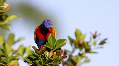 Bir dala tünemiş renkli lori.
