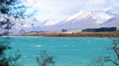 Tekapos Gölü 'nün geniş açılı turkuaz suyu, karlı dağlar ve çam ormanı ön planda dalları parlak gün ışığında sallanıyor.  