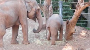 Yetişkin ve bebek fil ağaç gövdesinin yanında.