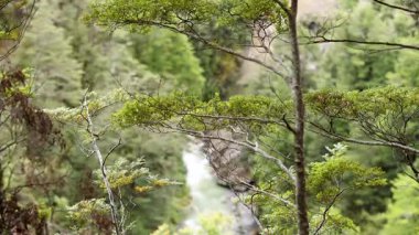 Arka planda çağlayan bir şelale ile yemyeşil orman, doğal gün ışığında yakalanır.
