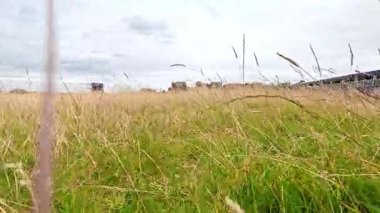 Rüzgarda sallanan çimenler bulutlu gökyüzünün altında