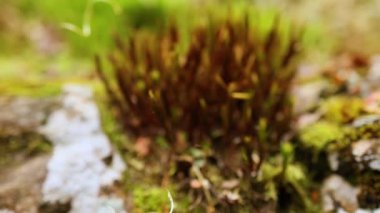 Taş bir duvarda yosunların yakın çekimi