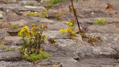 Kelebek Dysart, Fife 'da sarı çiçeklerle etkileşim halindedir.