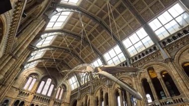 Kalabalık mavi balina iskeleti sergisine hayran.