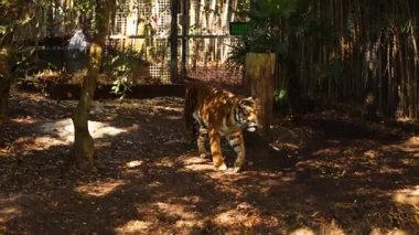 Ormandaki hayvanat bahçesinde gezinen kaplan.