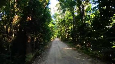 Orman yolunda sakin bir yolculuk.