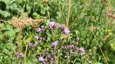 Doğal ortamda sürünen devedikeni yakından çek.