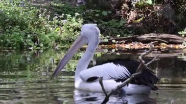 Bereketli bir ortamda pelikan suda süzülüyor.