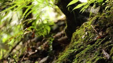 Orman zemininde yemyeşil yosun ve eğrelti otları, sakin bir atmosferle doğal ışıkta yakalanır.