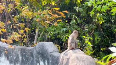 Maymun, yapraklarla çevrili kayanın üzerinde oturuyor.