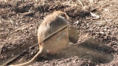 Babun hayvanat bahçesinde oturur ve çevreyi gözlemler.