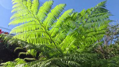 Açık mavi gökyüzünün altında parlak yeşil eğreltiotu