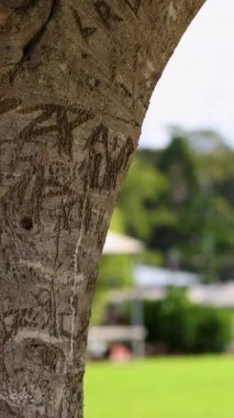 Ön planda oymalar olan ağaç, arka planda yemyeşil park ve şemsiyeler, parlak gün ışığı, sakin atmosfer