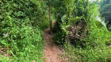 Tayland 'daki yemyeşil orman yollarını araştırıyorum.