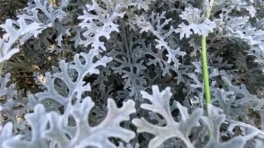 Jacobaea maritima yeşilliğinin ayrıntılı görünümü