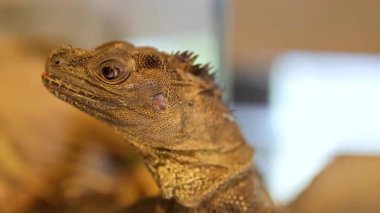 Filipinli bir yelkenli kertenkele hareketsiz kalır, çevresini iyi aydınlatılmış bir iç mekanda gözlemler.