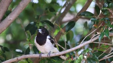 Bir kuş yapraklı dalların arasında sessizce oturur.