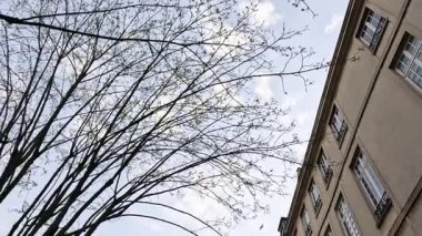 Bir bina zeminine karşı ağaç dallarının hızlandırılması