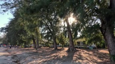 Sahildeki bir ağacın zaman atlaması..