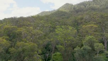 Drone Avustralya 'daki yemyeşil orman manzarasını yakalar