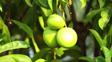 Ağaç dalında asılı yeşil mangolar
