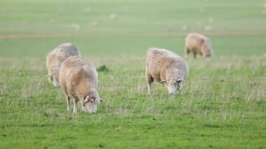 Koyunlar yemyeşil bir alanda huzur içinde otluyor.