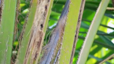 Pallas 'ın sincabı yemyeşil ortamda palmiye ağacına tırmanıyor.