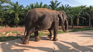 Bir fil sakince toprak yolda yürüyor..