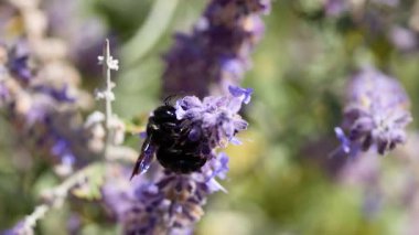 Lavanta çiçeklerinden nektar toplayan bir arı.