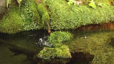 Su dalgaları sakin bir orman deresinde yayılır.