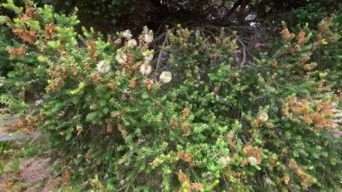 Beyaz çiçeklerle dolu yoğun bir kıyı çalısı güçlü rüzgarda ritmik bir şekilde hareket eder. Sabit ve sabit bir kamera açısıyla doğal gün ışığında yakalanır.