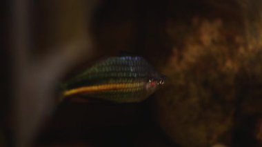 Ormanda yüzen bir balık.