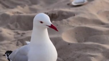 Martı kumlu sahilde duruyor ve hareket ediyor.