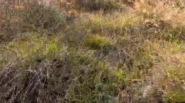 Kameralar kurak sonbahar çimenleri ve kır çiçeklerinin arasında, güneşli, rüzgarlı bir tarlada, altın renkleri ve hafif bitki hareketlerini yakalar.