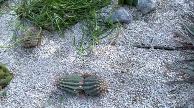 Bir sera ortamında kaktüs ve sulular