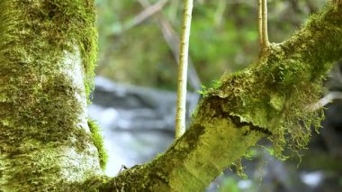 Dorrigo, NSW 'deki yosunlu bir dala yakın çekim, yumuşak doğal ışıklandırma ve sakin bir orman zeminiyle