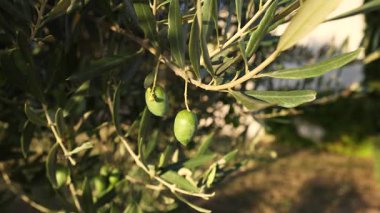 Ağaç dalında zeytinlerin yakın çekimi