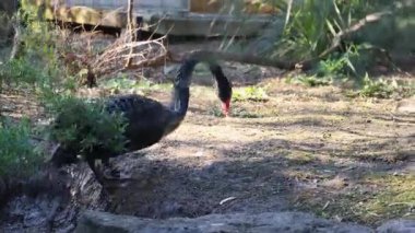 Hayvanat bahçesinde yürüyen siyah bir kuğu.