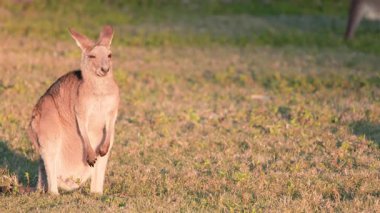Genç bir kanguru Joey, gün batımında çimenli arazide, sıcak doğal ışıkla yıkanırken tetikte durur. Kamera sabit duruyor, sakin vahşi hayatı yakalıyor.