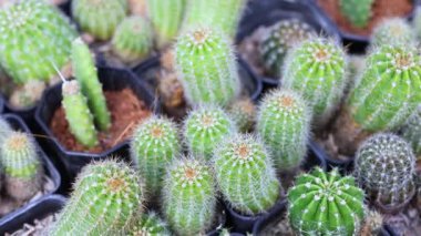 Markette çeşitli kaktüsler var.